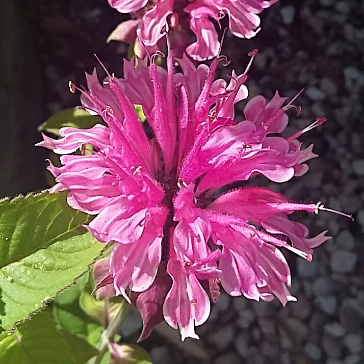 Plant image Monarda Didyma 'Purple Rooster'