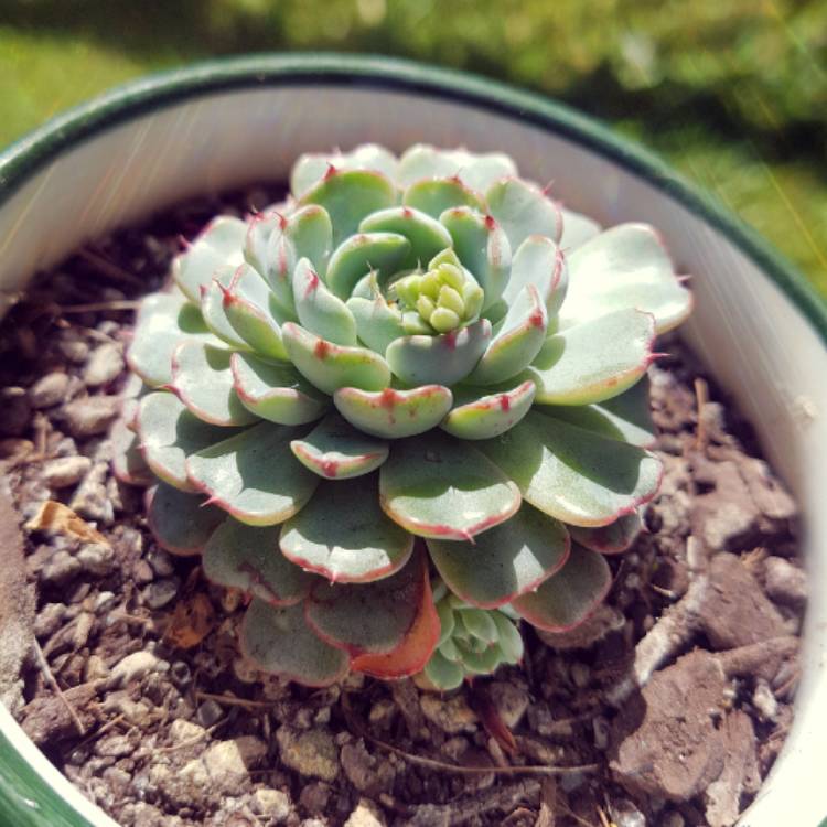 Plant image Echeveria Vincent Catto