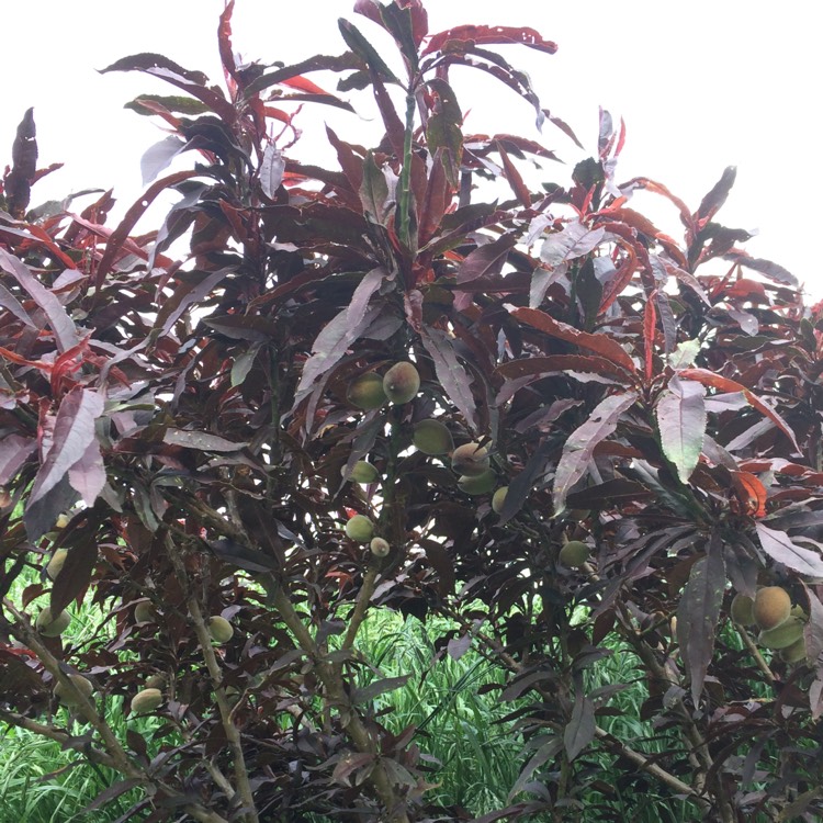 Plant image Prunus persica 'Crimson Bonfire'
