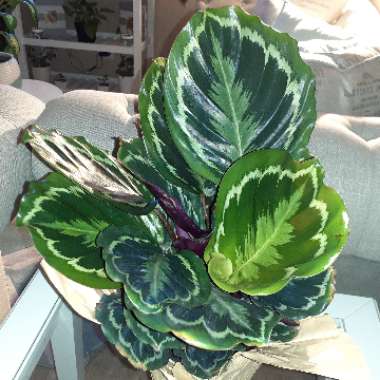 Calathea roseopicta 'Medallion'