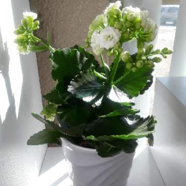 Kalanchoe blossfeldiana 'Calandiva White'