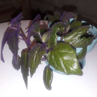 Gynura Aurantiaca 'Purple Passion'