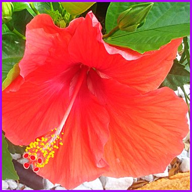 Hibiscus