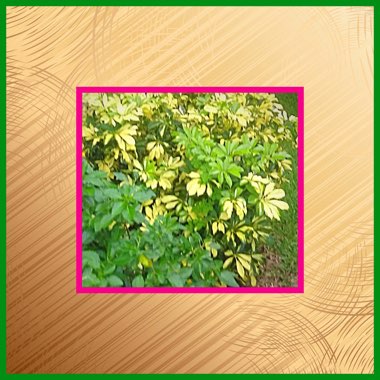 Pittosporum