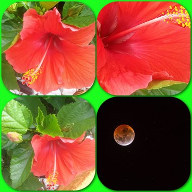 Hibiscus