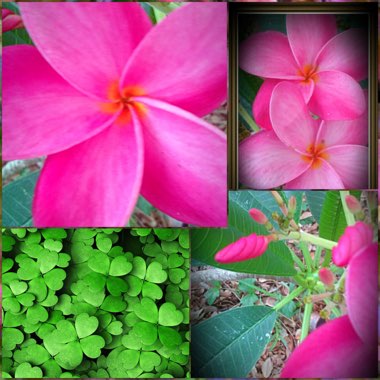 Plumeria 'Fruit Salad'