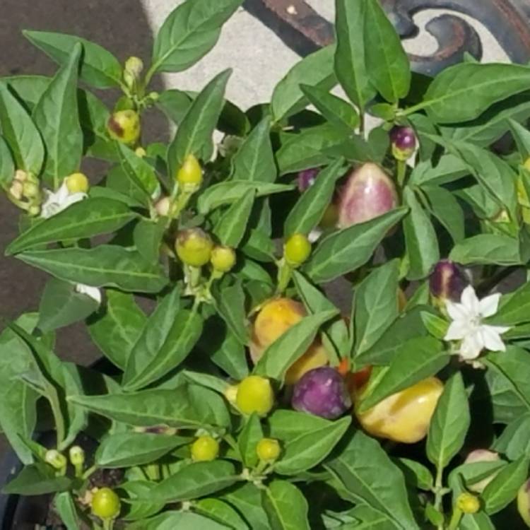 plant image 1244824