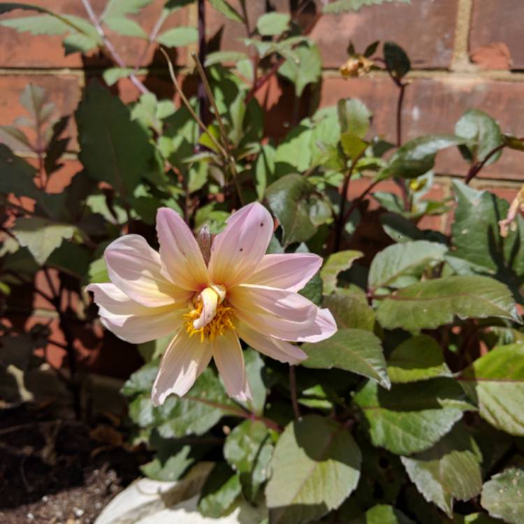 Plant image Dahlia 'Hdpi117' (Happy Days Series) syn. Dahlia 'Happy Days Pink'