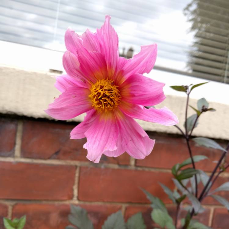 Plant image Dahlia 'Hdpi117' (Happy Days Series) syn. Dahlia 'Happy Days Pink'
