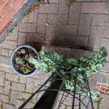 Sempervivum