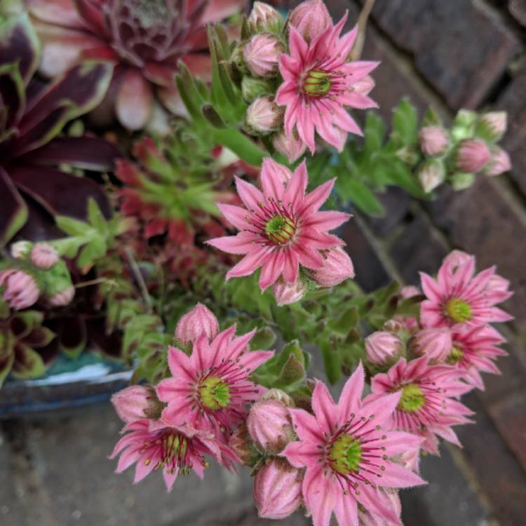 plant image 744672