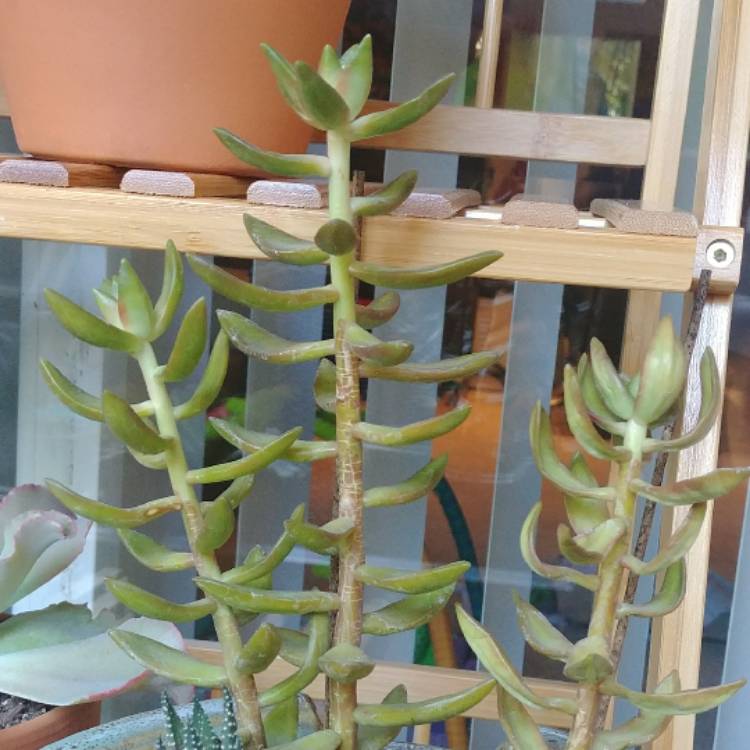 plant image 557588