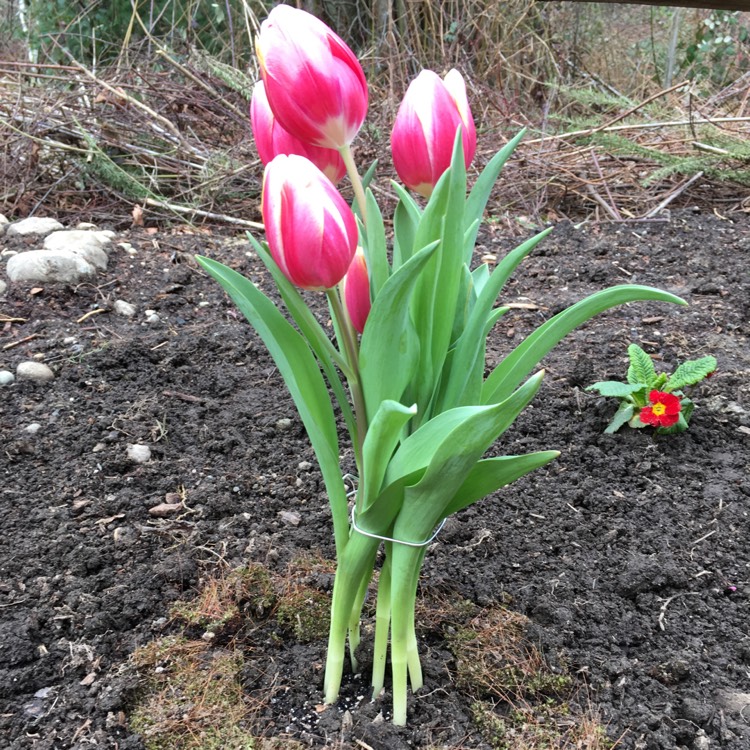 Plant image Tulipa clusiana 'Lady Jane'