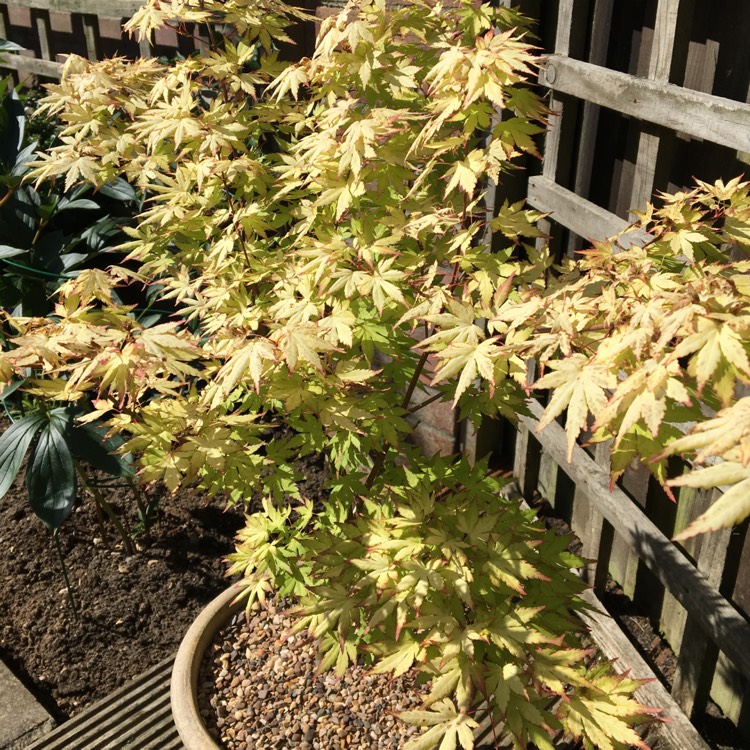 plant image 469483