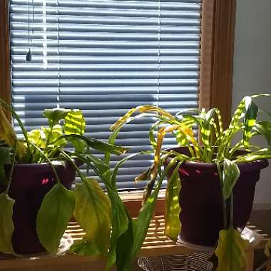 Zantedeschia rehmannii