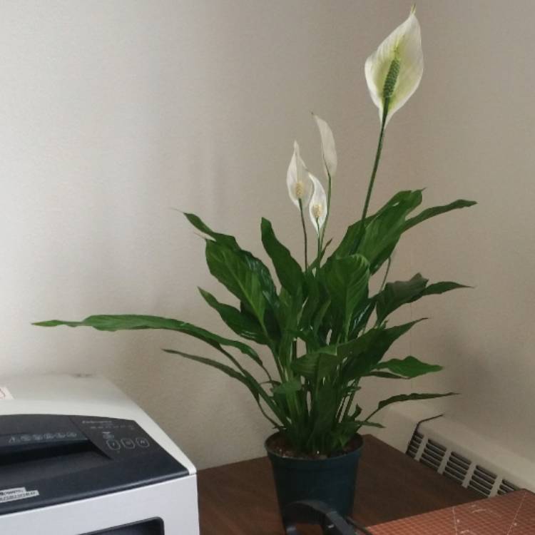 plant image 410736