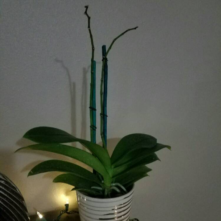 plant image 285589