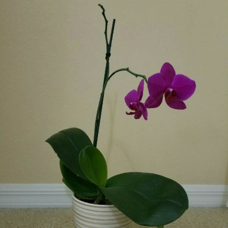 plant image 285595