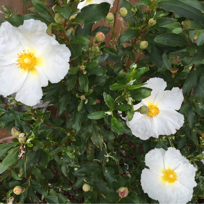 Plant image Cistus x cyprius var. ellipticus 'Elma'