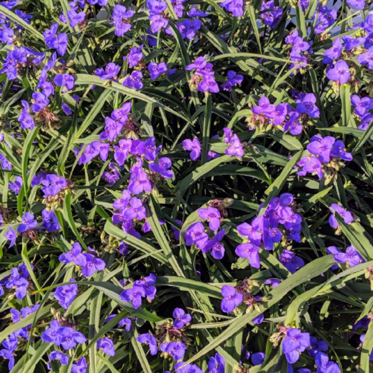 Plant image Tradescantia 'Outdoor plants'