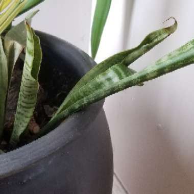 Sansevieria