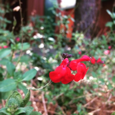 Caroline's garden