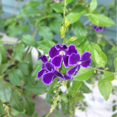 Picotee Sky Flower