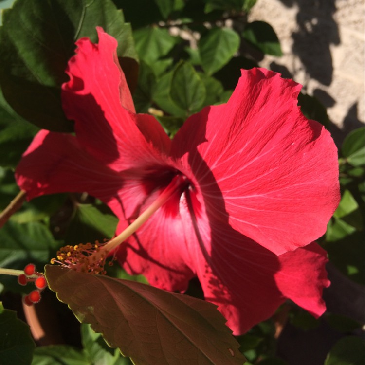 plant image 270215