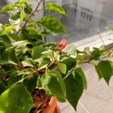 Bougainvillea