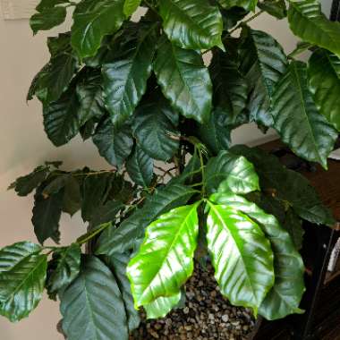 Coffea Arabica