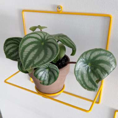 Peperomia argyreia