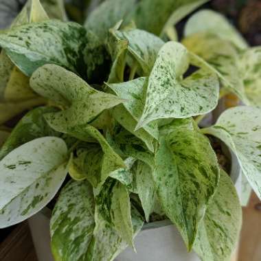Epipremnum aureum 'Marble Queen'