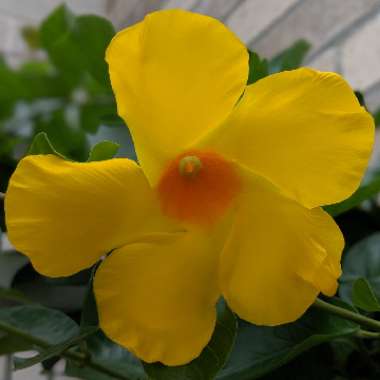 Allamanda cathartica