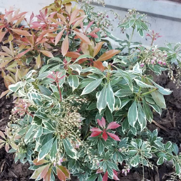 plant image 1010355