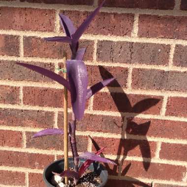 Tradescantia pallida