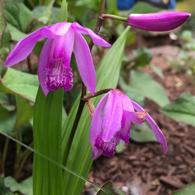 Bletilla striata