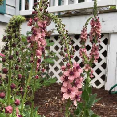 Verbascum x hybrida 'Southern Charm'