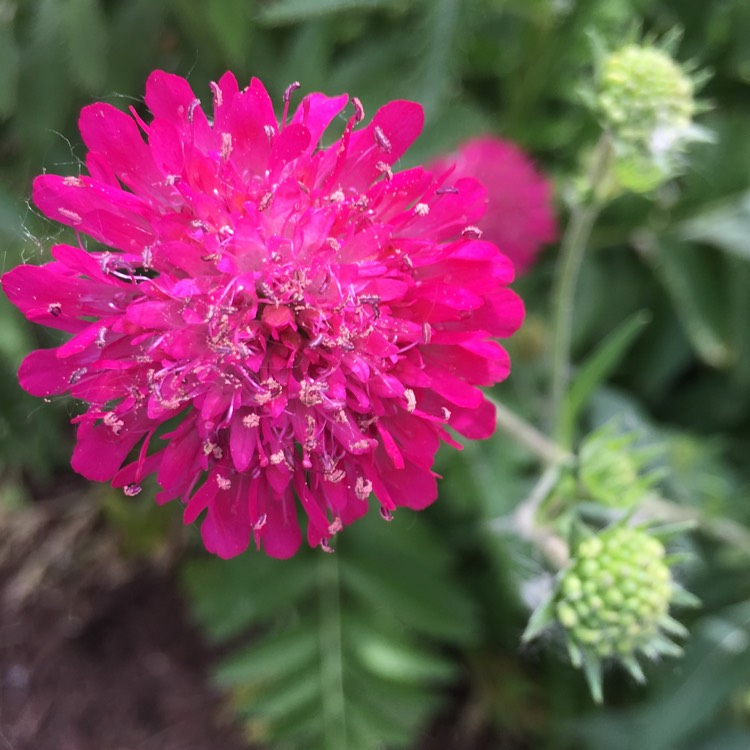 Plant image Knautia macedonica 'Melton Pastels'
