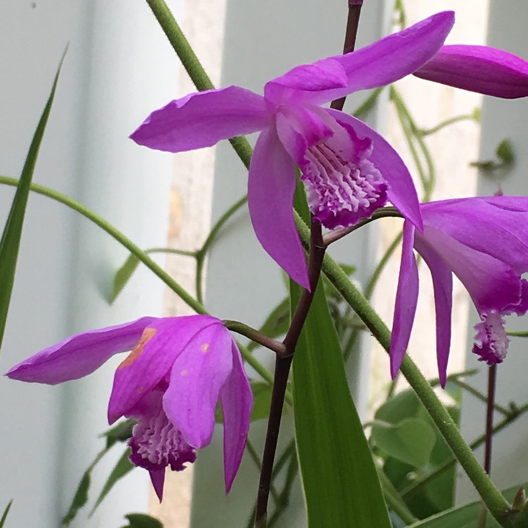 plant image 444547