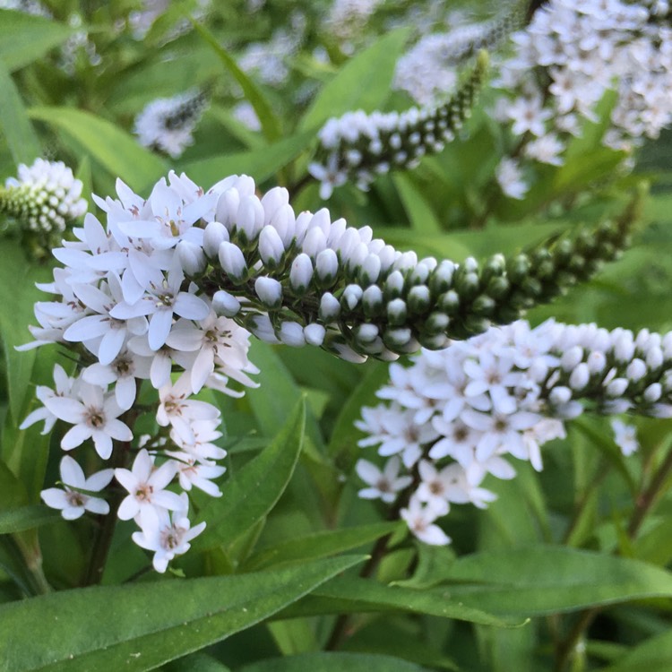 Plant image Lysimachia clethroides