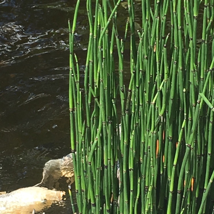 Plant image Equisetum Hyemale syn. Equisetum Japonica