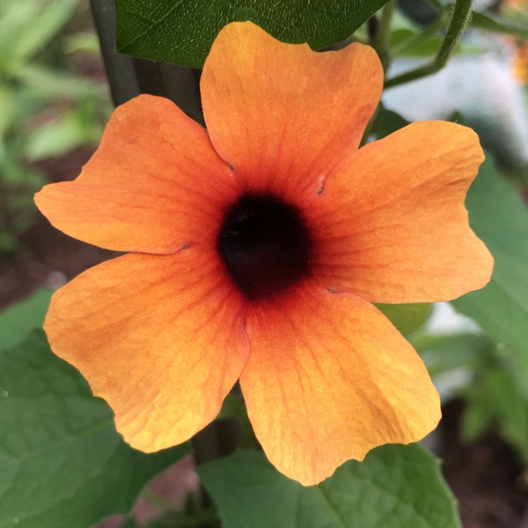 Plant image Thunbergia alata 'Arizona Glow'