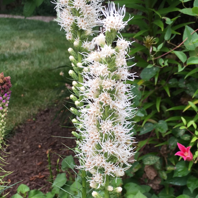 Plant image Liatris spicata 'Alba'