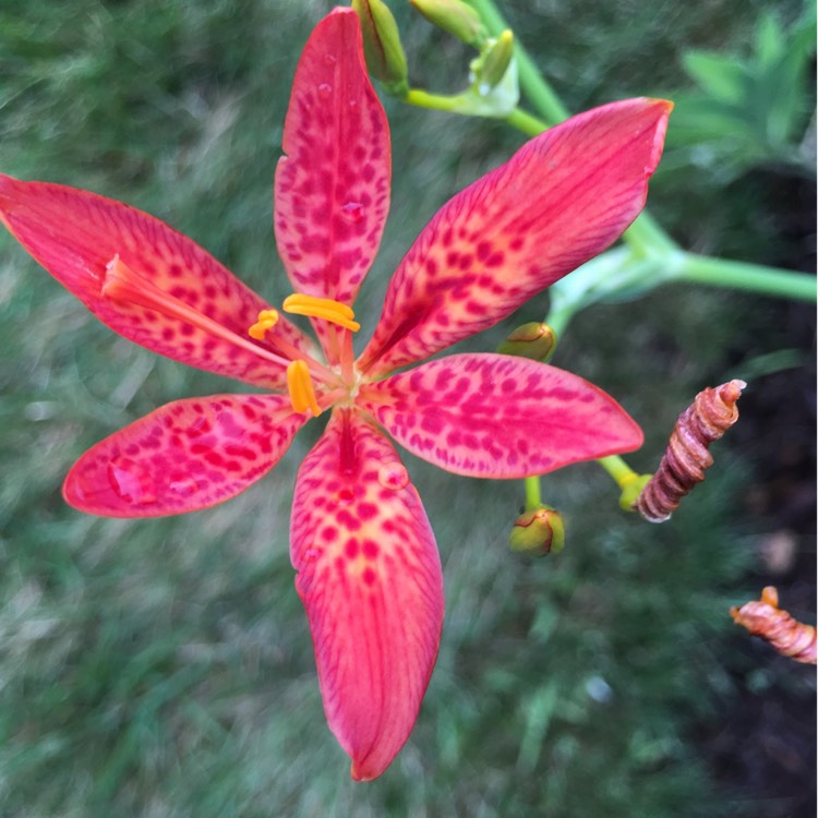 Plant image Iris domestica syn. Belamcanda chinensis