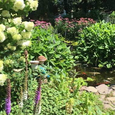 Cyndi's garden