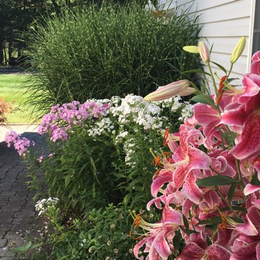 Cyndi's garden