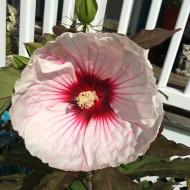 Hibiscus 'Kopper King'