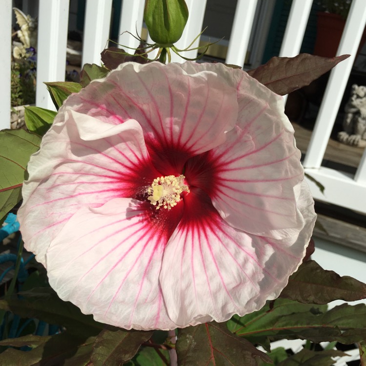 Plant image Hibiscus moscheutos 'Kopper King'