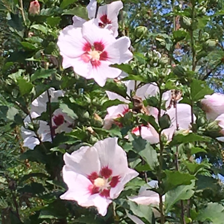 Plant image Hibiscus syriacus 'Helene'