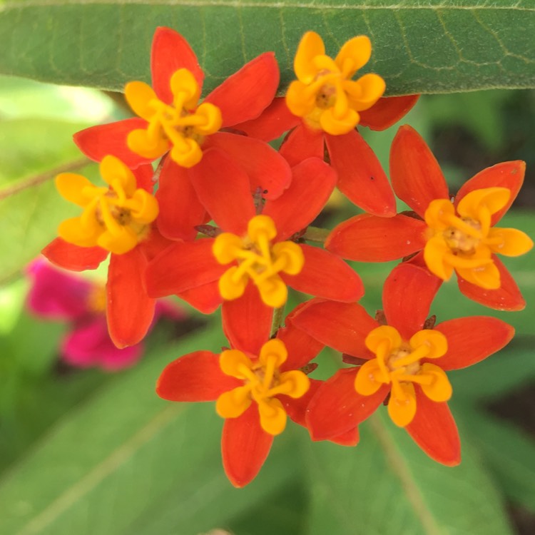 Plant image Asclepias curassavica